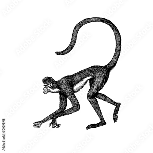 Spider monkey or Southern muriqui is crawling in vintage style. Hand drawn engraved sketch in woodcut style. 