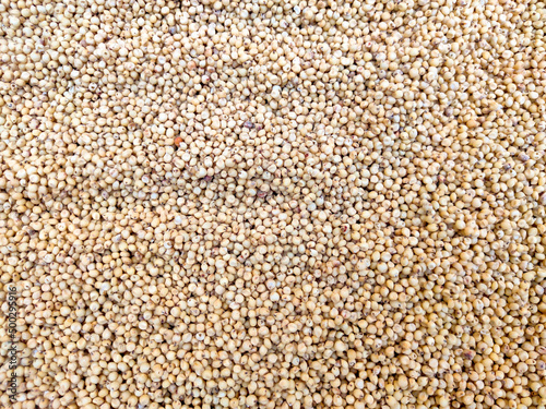 Sorghum grain and also known as durra, jowari, jowar, milo is a grass grain.