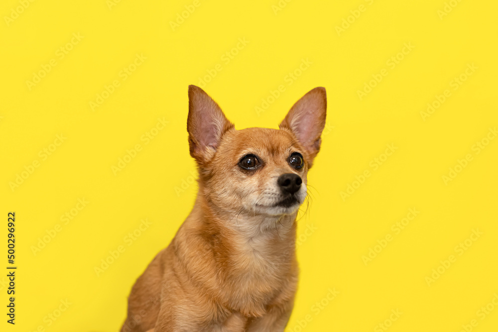 A terrier. Thoroughbred dog on a yellow background. Portrait. Pets