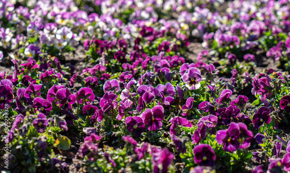 Fototapeta premium Violets blooming in the spring garden