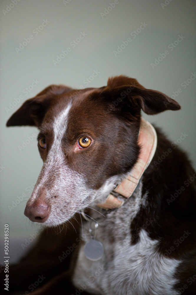 Retrato de perro cobrador marrón con el morro blanco, con fondo verde y ojos color miel, vigilante y atento