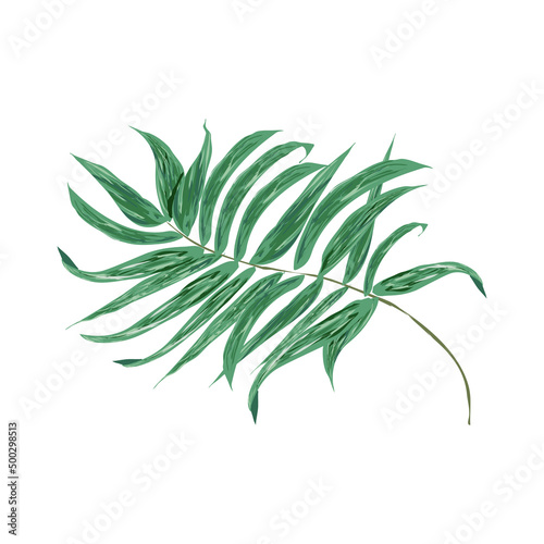 liść palmy - grafika wektorowa - izolowany