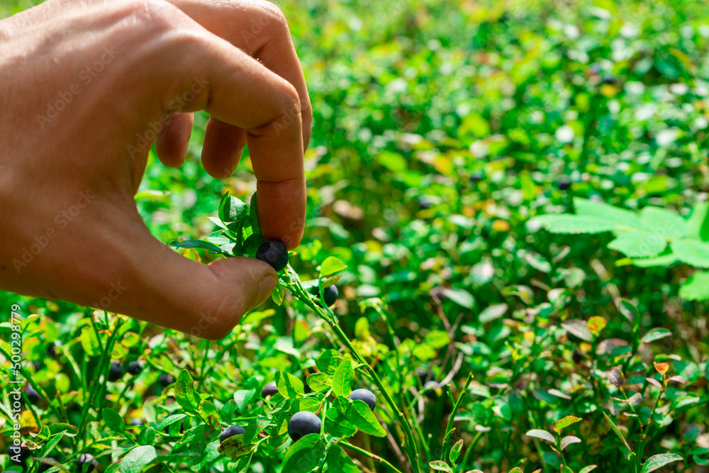 harvesting of forest blueberries. A hand plucks a blueberry berry harvesting of forest blueberries. A hand plucks a blueberry berry