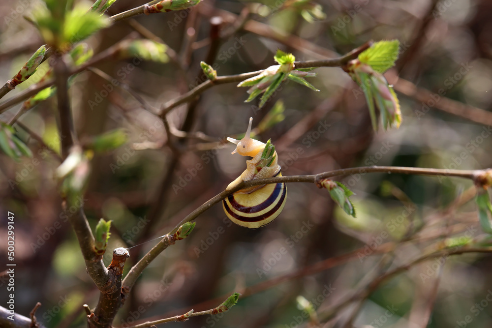 The snail crawls on the branches of a tree The snail crawls on the branches of a tree