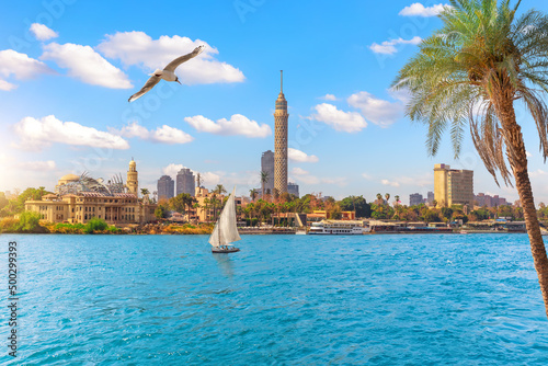 Obraz na płótnie A seagull flies by Cairo downtown near Gezira Island, Egypt, Africa w salonie