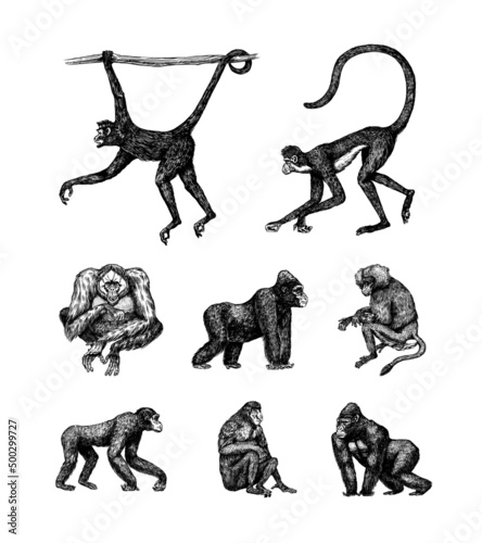 Bonobo or chimpanzee, Western gorilla , Orangutan in vintage style. Colombian capuchin Proboscis monkey. Spider monkey or Southern muriqui . Hand drawn engraved sketch in woodcut style. 