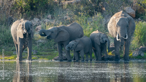 Elephant family at the waterhole near Letaba Rest camp in Kruger national Park, South Africa