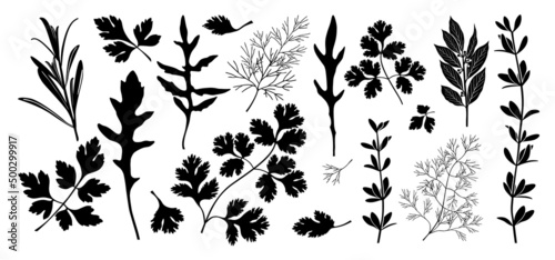 Fragrant condiments. Set of black silhouettes of fragrant herbs: rosemary, parsley, arugula, coriander, cilantro, dill, thyme, bay leaf. Vector illustration isolated on white background.