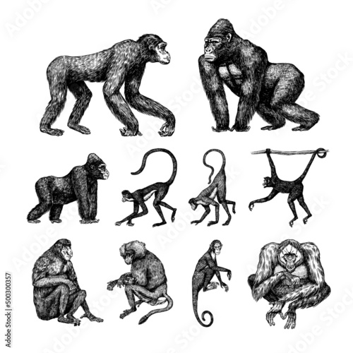 Fotobehang Bonobo or chimpanzee, Western gorilla , Orangutan in vintage style