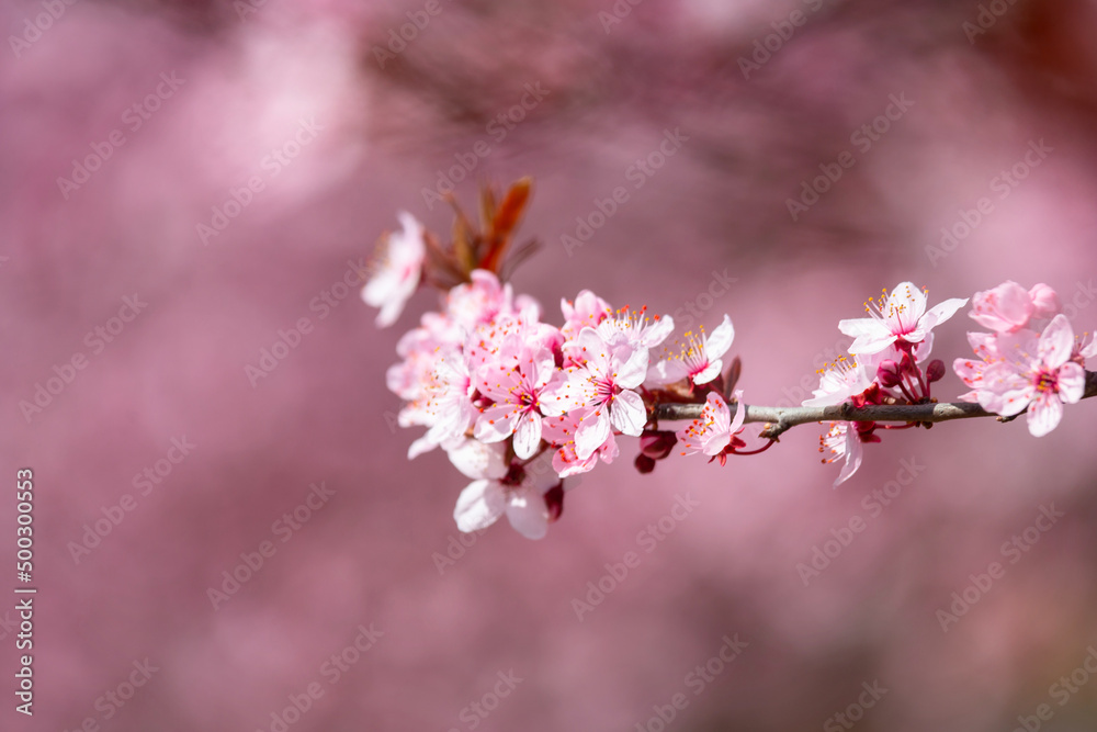 Spring alley of blossom pink cherry trees. Spring alley of blossom pink cherry trees.