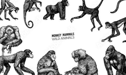 Bonobo or chimpanzee, Western gorilla , Orangutan. Vintage poster or banner. Colombian capuchin Proboscis monkey. Spider monkey or Southern muriqui . Hand drawn engraved sketch in woodcut style. 