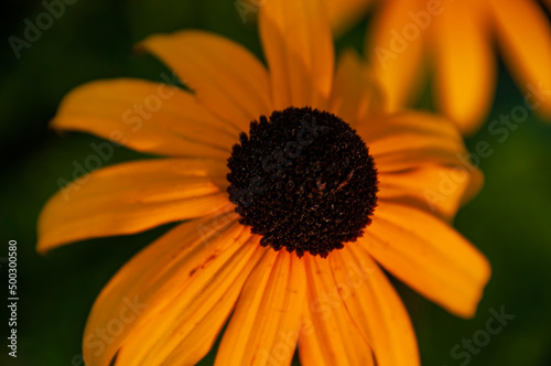 Black-Eyed Susans