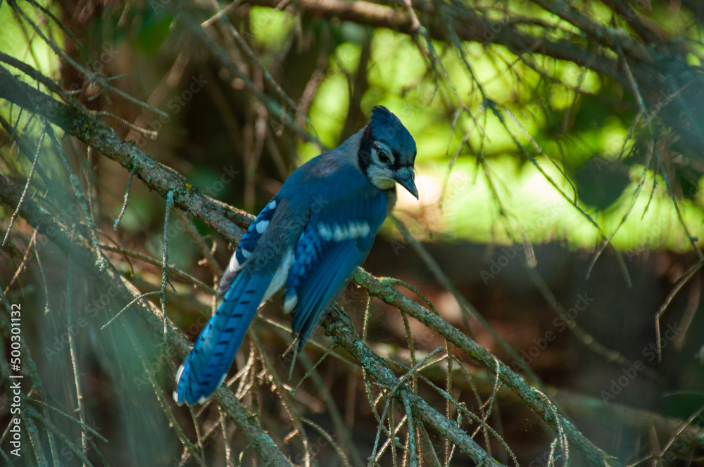 Obraz premium Blue Jay on a branch
