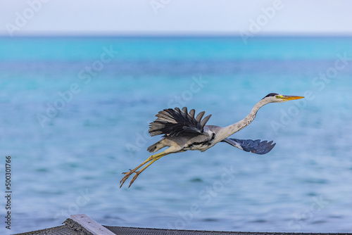 Fototapeta Naklejka Na Ścianę i Meble -  Wildlife in Maldives islands, salt water Heron hunting in the sea. Grey heron fishing in the morning closeup view, ocean lagoon and calm sky background. Outdoor natural wild animal