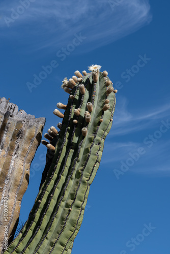 Looking up at two branches on a Mexican Giant Cardon, pachycereus pringlei, one alive with flower buds and small white flowers, the other dead and broken off at the top. photo