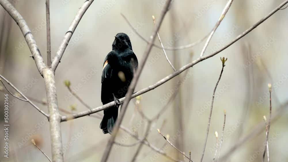 Red-winged blackbird chirps on a tree branch Red-winged blackbird chirps on a tree branch