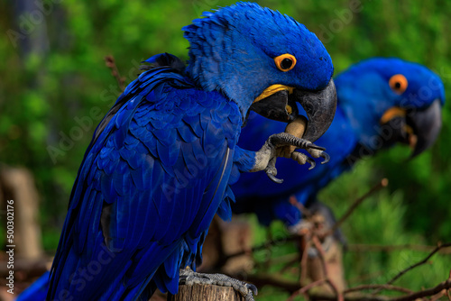 blue and yellow macaw