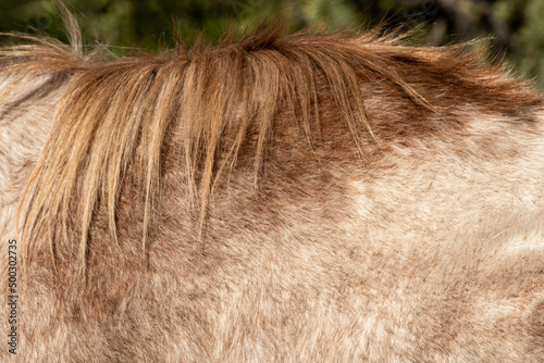 Closeup of a short ragged mane on a mottled red free range horse.