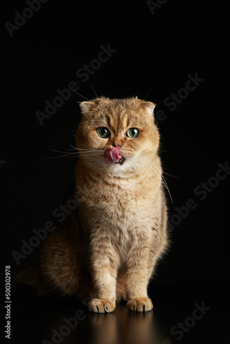 Portrait of hungry scottish fold cat with green eyes licking with tongue close - up space for text on a black background