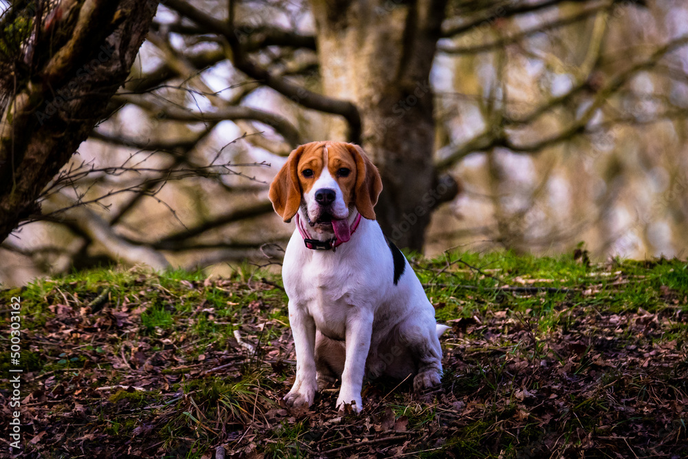 beagle dog sitting on grass in a woodland area