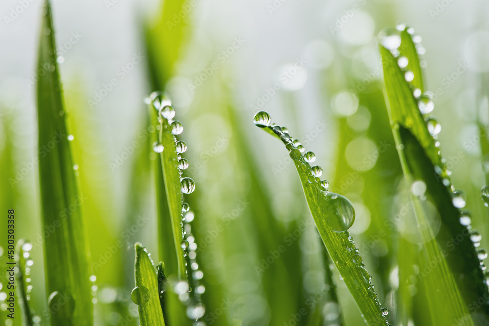 Obraz premium macro wet spring green grass background with dew. natural beautiful water drop on leaf in sunlight, image of purity and freshness of nature, copy space. ecology, fresh wallpaper concept.