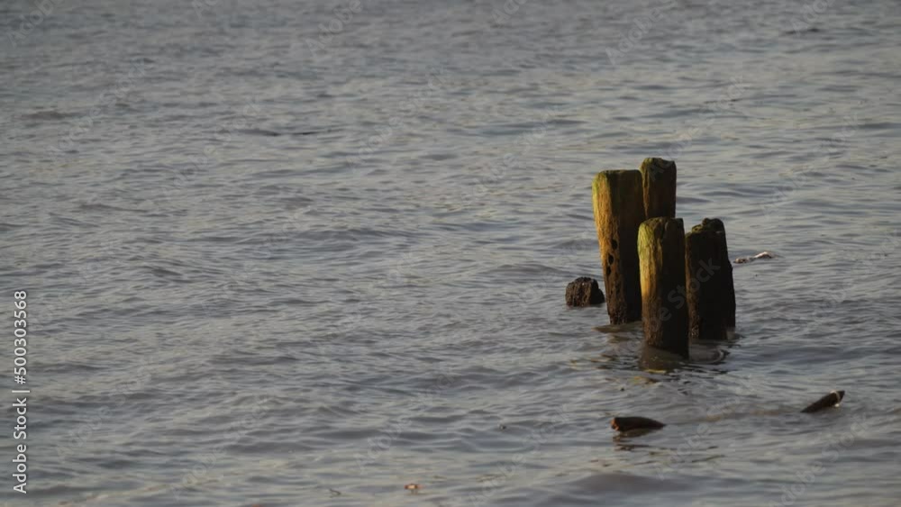 Wooden jetty supports stick out of the water at sunset Wooden jetty supports stick out of the water at sunset