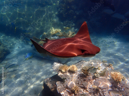 Cownose Ray swimming over coral reef, stingray
