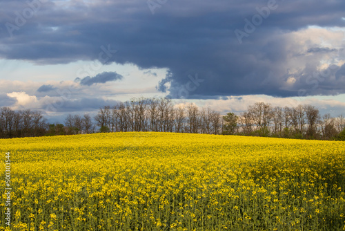 beautiful field of rapeseed against the backdrop of sunset