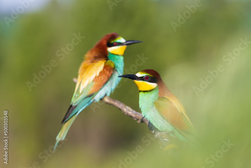 birds of paradise bee-eaters among spring greenery