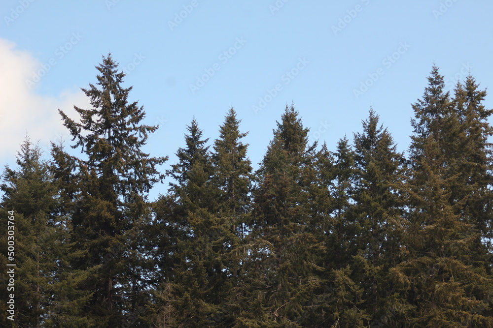 Pines, firs, cedars in the North American taipa forest with blue skies.