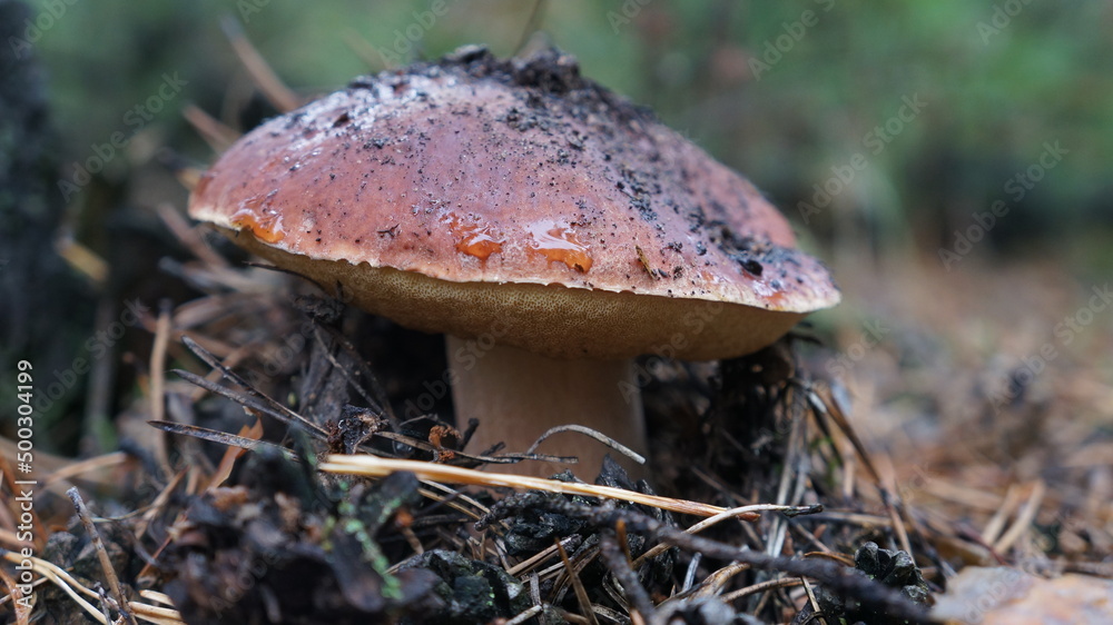mushroom. autumn. mushroom. autumn.