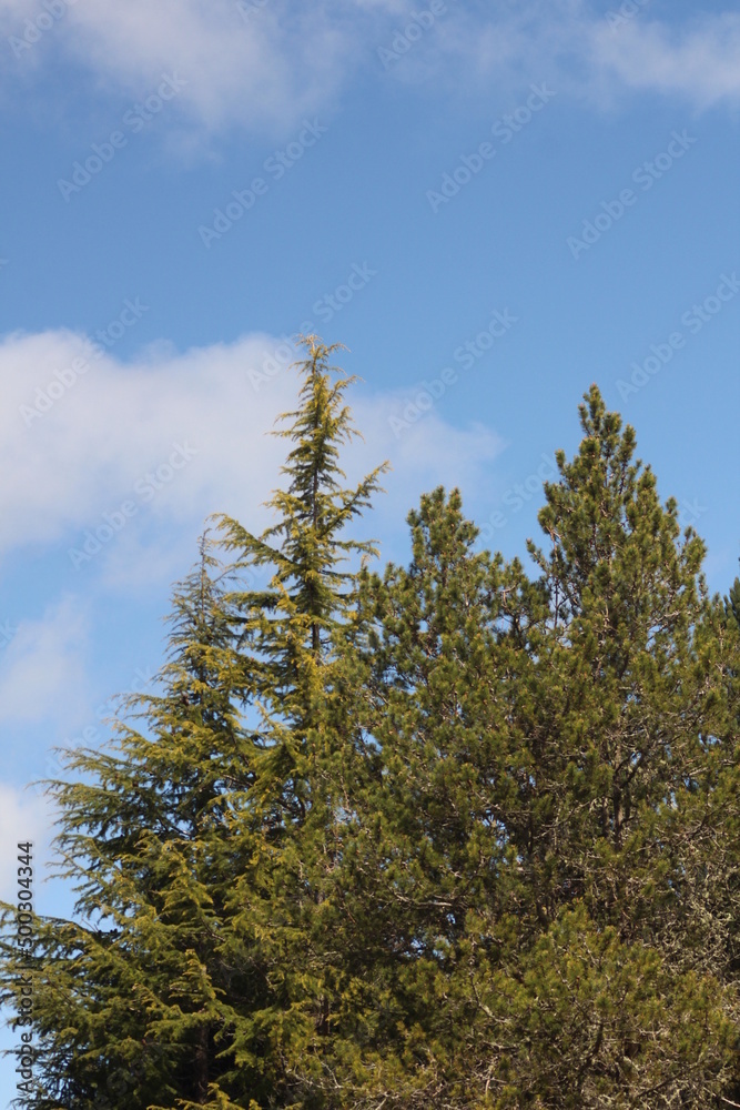 Pines, firs, cedars in the North American taipa forest with blue skies. Pines, firs, cedars in the North American taipa forest with blue skies.