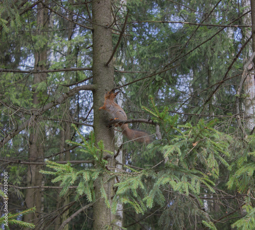 Squirrel sitting on a tree. High quality photo