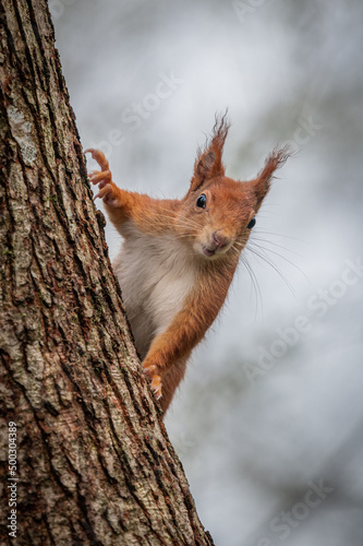 A red squirrel with its ear tufts peeking from behind a tree trunk looking at the camera