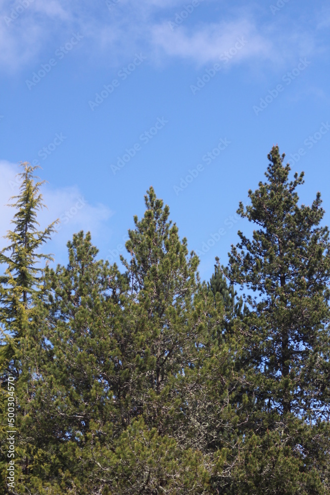 Pines, firs, cedars in the North American taipa forest with blue skies.