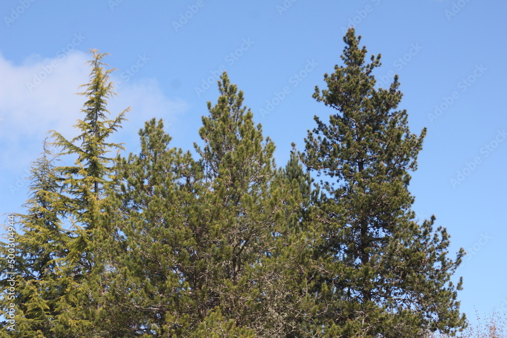 Pines, firs, cedars in the North American taipa forest with blue skies. Pines, firs, cedars in the North American taipa forest with blue skies.