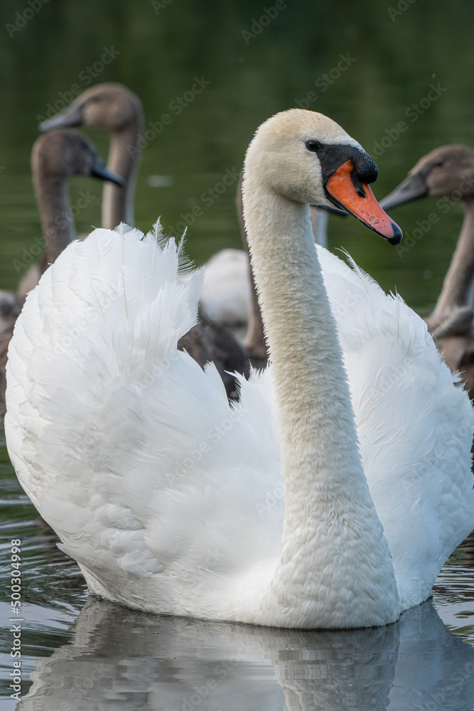Fototapeta premium mute swan