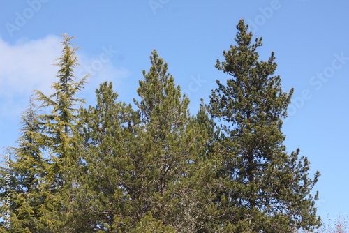 Pines  firs  cedars in the North American taipa forest with blue skies.