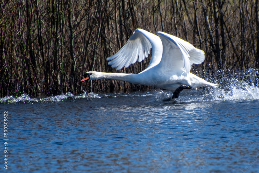 Fototapeta premium mute swan