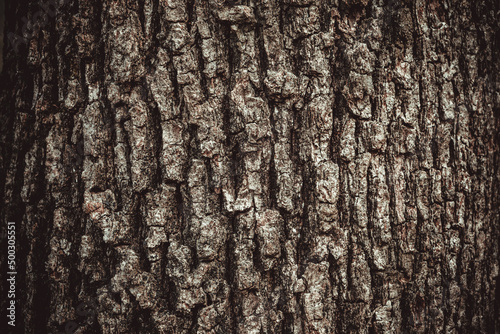 Fototapeta Naklejka Na Ścianę i Meble -  Brown oak tree bark background, close-up. Relief natural texture of oak bark for publication, screensaver, wallpaper, postcard, poster, banner, cover, website, post. High quality photo