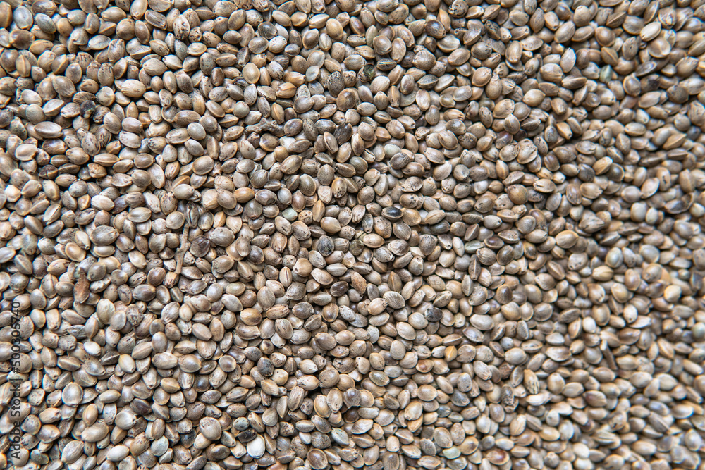 marijuana grain macro photo. Legalization of cannabis cultivation worldwide. marijuana grain macro photo. Legalization of cannabis cultivation worldwide.