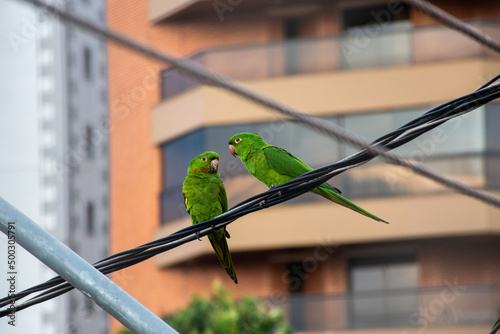 Two green maritaca parrots sitting on the wires with the urban background 