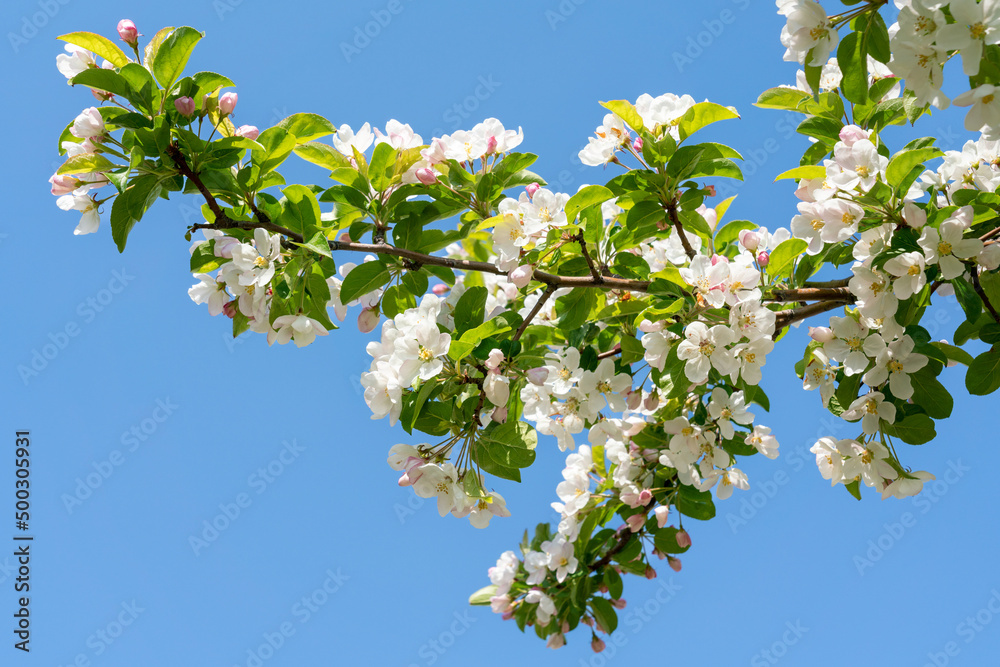 Blossoming apple tree branch with white flowers against blue sky Blossoming apple tree branch with white flowers against blue sky