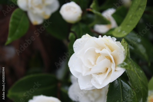 The white flowers are soaked with rain and snow after the snow falls.