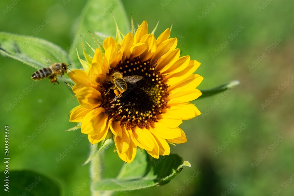 Honey bee or bees on sunflower. Czech Republic Honey bee or bees on sunflower. Czech Republic
