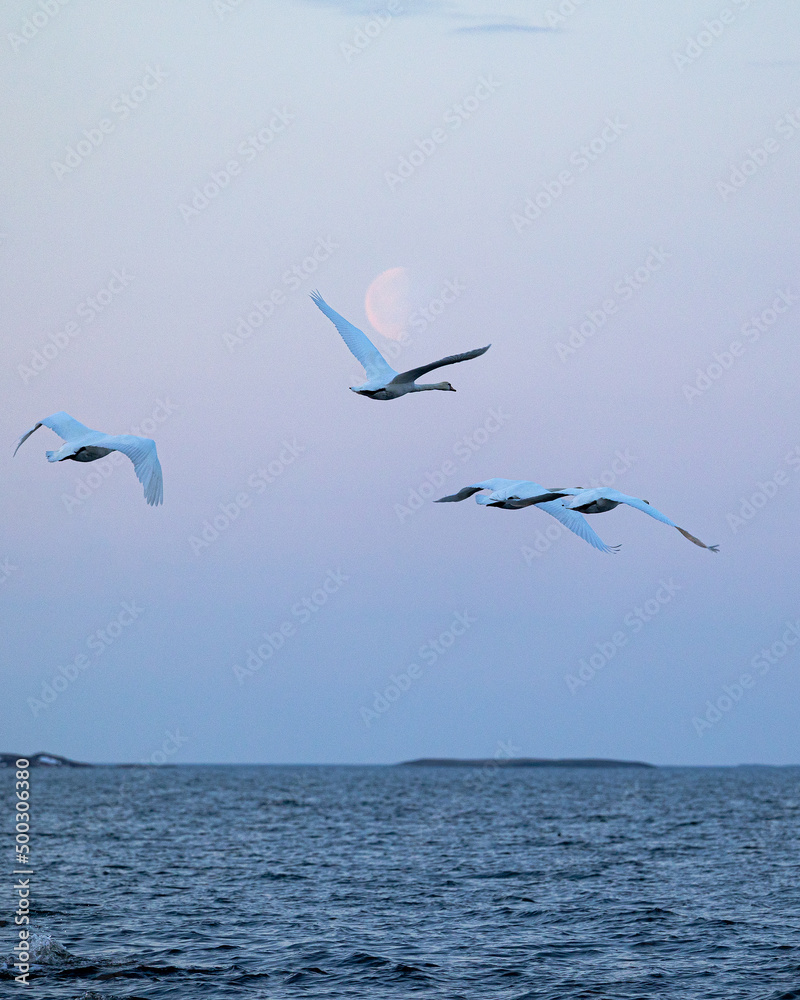 Fototapeta premium swans
