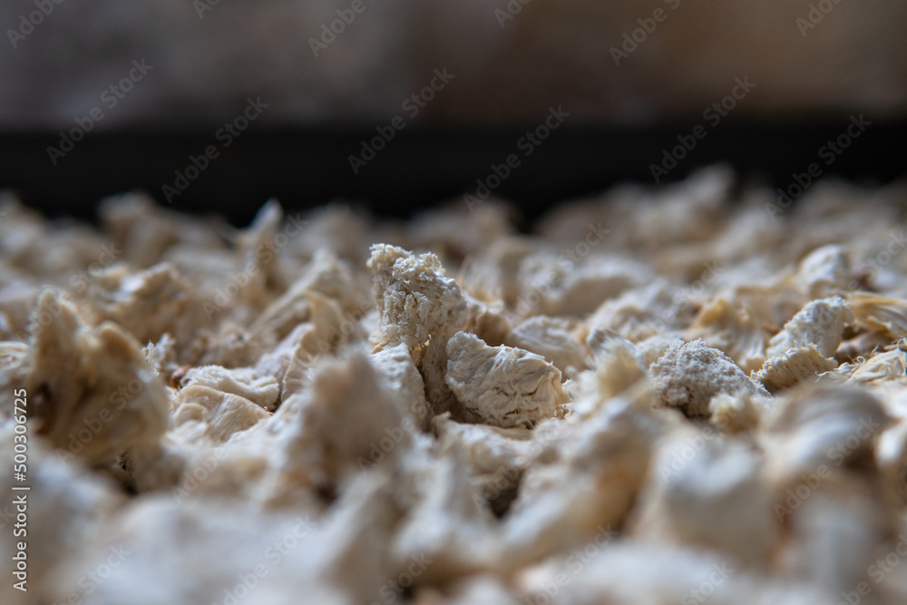 Hericium erinaceus is a medicinal mushroom for mental health. Medicinal