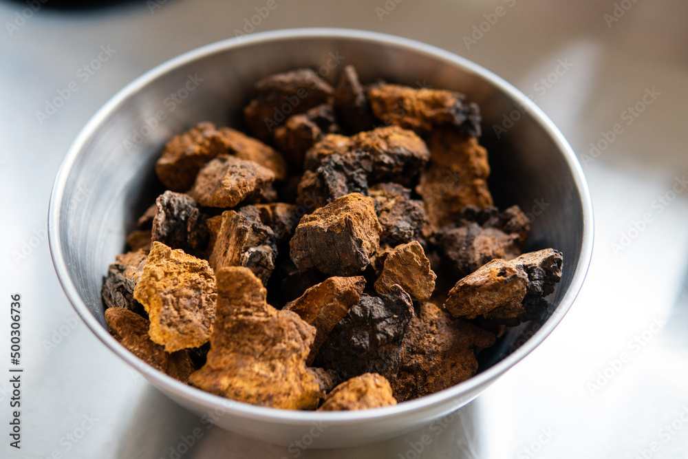 Chaga mushroom. Medicinal chaga mushroom. Inonotus obliquus Chaga mushroom. Medicinal chaga mushroom. Inonotus obliquus