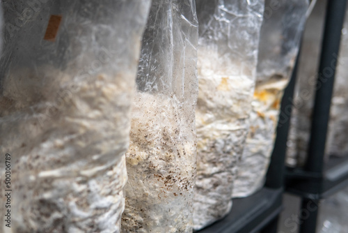 growing mushrooms in plastic bags. Cultivation of medicinal mushrooms, mushroom kingdom