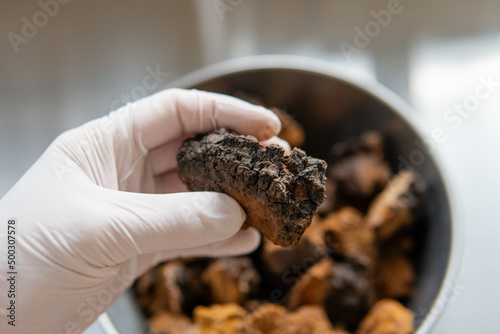 Powdered chaga mushroom powder. Medicinal chaga mushroom for brewing tea photo